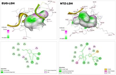 In silico and in vivo evaluation of the anti-cryptosporidial activity of eugenol